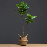 Magnolia