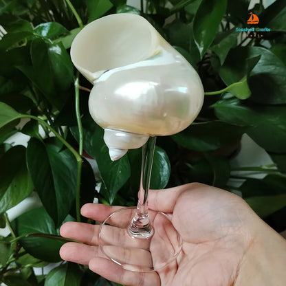 Seashell Glasses