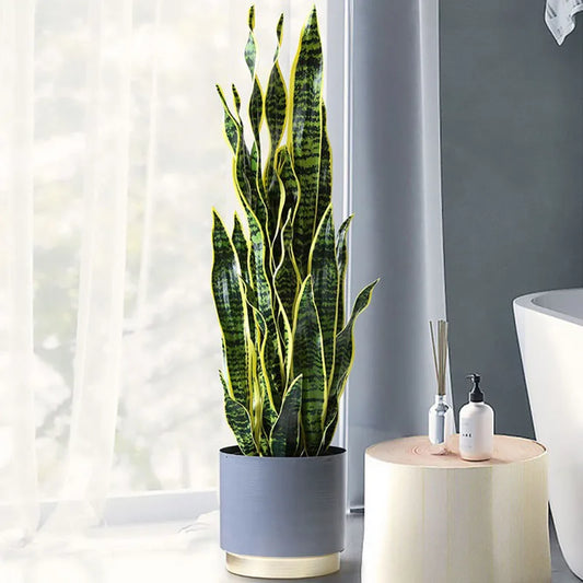 Faux Snake Plant