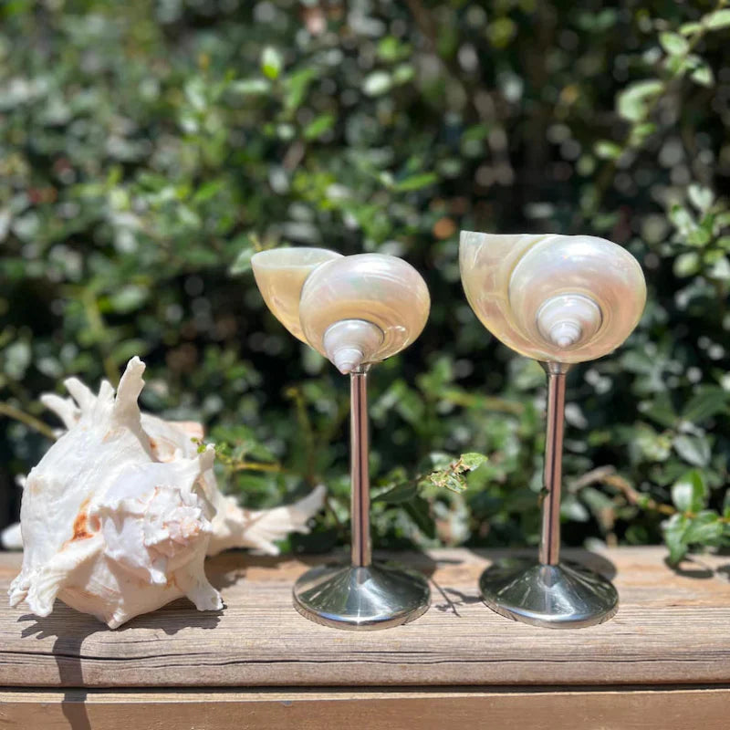Seashell Glasses